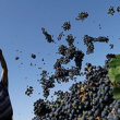 Росалкогольрегулирование намеревается ввести практику декларирования виноградного урожая