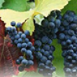 Treasury Wine Estates стал последним производителем, который намерен расшириться за счет покупки новых плантаций в Тасмании Treasury Wine Estates стал последним производителем, который намерен расшириться за счет покупки новых плантаций в Тасмании
