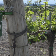 Шардоне (Chardonnay) Шардоне (Chardonnay)