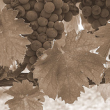 Санджовезе (Sangiovese) Санджовезе (Sangiovese)