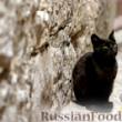 Что делать в Пятницу, 13? Красим кота в белый цвет!
