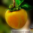 Хурма - пища богов с вяжущим вкусом Хурма - пища богов с вяжущим вкусом