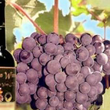 «Hvino News» - первый сайт о грузинском виноделии на английском языке