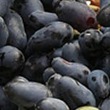 Российским виноделам журнал Decanter предрекает разорение