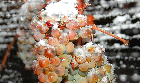 лоза ice wine