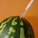 Как приготовить "пьяный" арбуз? Как приготовить "пьяный" арбуз?